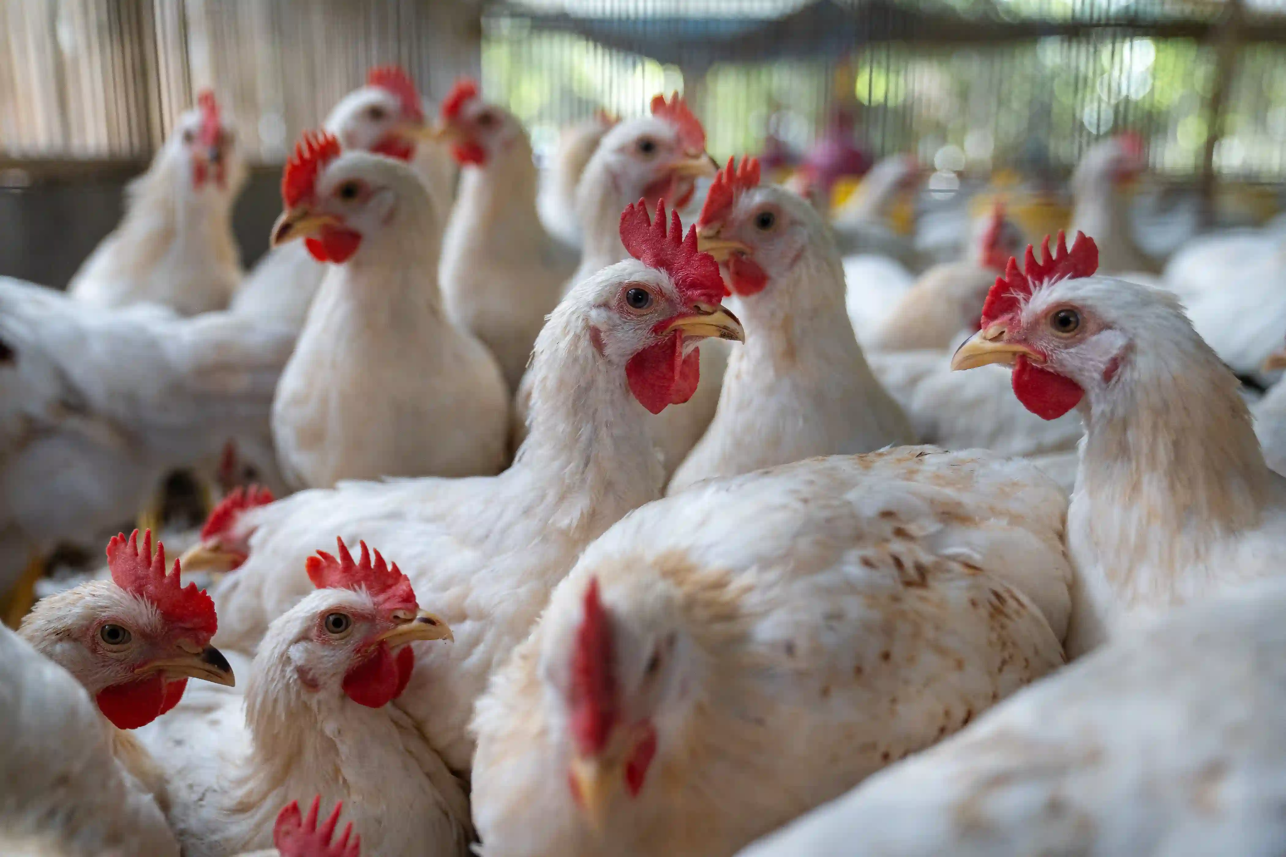 7 Tips Memulai Peternakan Ayam dari Nol Hingga Siap Jual